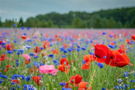 The poppy field in Fennville - a perfect distraction from COVID-19 ...