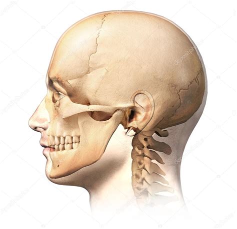 Male Human Head With Skull In Ghost Effect Side View Stock Photo By