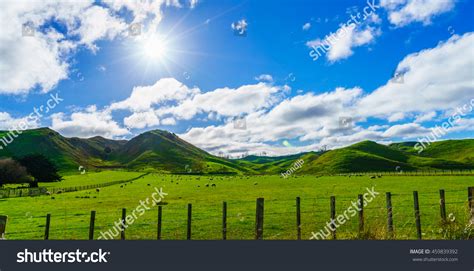Green Field Of New Zealand Stock Photo 459839392 Shutterstock