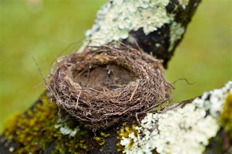 Empty Natural Small Bird Nest In Tree Branch Stock Image Image Of