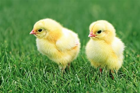 Premium Photo Little Chickens On A Green Lawn Cute Fluffy Chickens