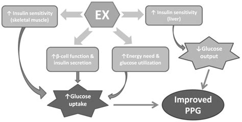 Exercise Ex Improves Postprandial Glycemic Control Ppg Through