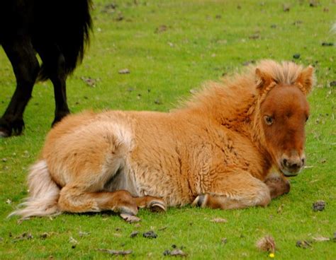 Shetland Pony Shetland Pony Cute Ponies Miniature Ponies