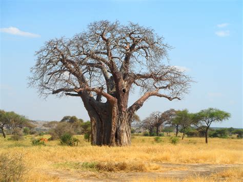 Baobab Wallpapers Images Photos Pictures Backgrounds