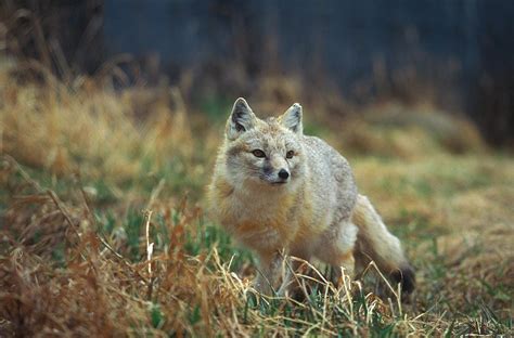 A Swift Fox Vulpes Velox Eyes His Prey Photograph By Todd Korol