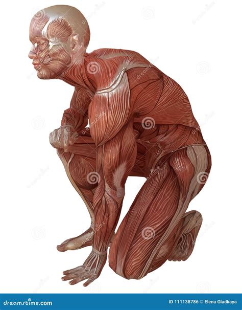 Corpo Maschio Senza Pelle Anatomia Ed Illustrazione Dei Muscoli 3d