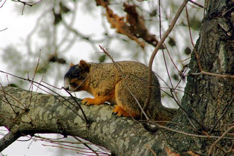 Fox Squirrel Sciurus Niger On Pemberton Oak Road Sullivan County Tn