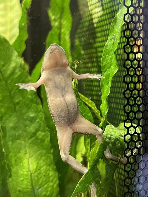 Is My Frog Pregnant Or Just Phat Raquariums