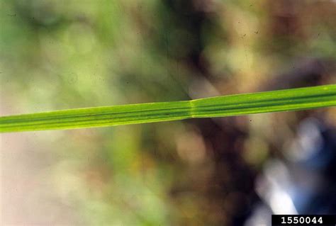 Tall Fescue Festuca Arundinacea Cyperales Poaceae 1550044
