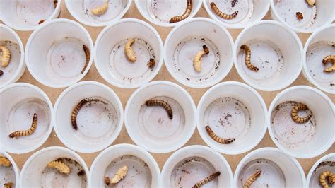 Inside The Edible Insect Industrial Complex