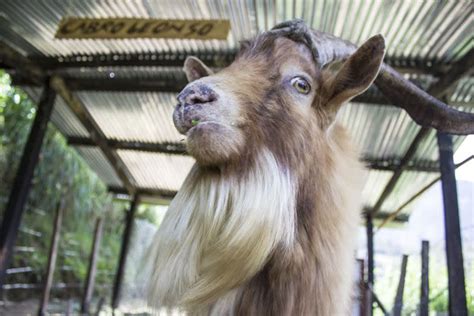 Pagan Priest Finally Allowed To Wear Goat Horns In License Photo