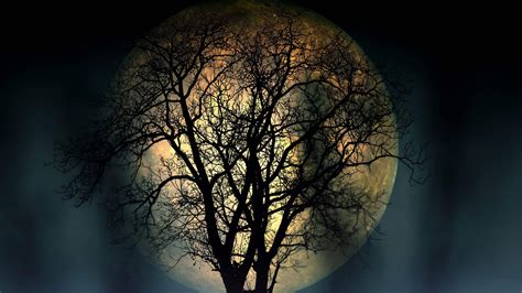 We have a massive amount of desktop and mobile backgrounds. Full Moon Lonely Tree In The Night 4k Resolution Dark ...