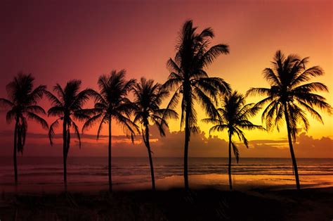 Coconut Trees And Sunset A Sunset Moment My Home Village Flickr