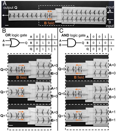 Programmable Mechanical Devices Through Magnetically Tunable Bistable