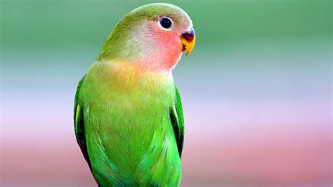 Beautiful Green Parrot In Blur Green Background 4k Hd Birds Wallpapers