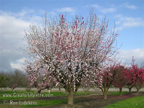 Variegated Peppermint Flowering Peach Prunus Persica