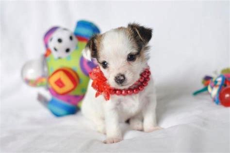 Cute Papillon Yorkie Mixed For Adoption 6 Weeks Old For Sale In Rich