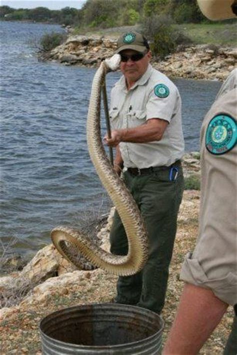 Material dibongkar untuk dijual terpisah, 5 orang ditangkap. Central Texas Park Rangers Round Up Really Big Snake ...