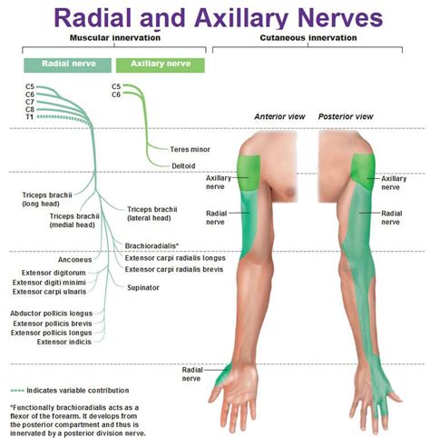 Radial And Axillary Nerves Muscular And Cutaneous Innervation