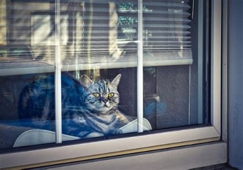 This study shows that cats do not need their humans to feel safe, they don't depend on us, they look after themselves. A Shot at Prevention: What Vaccines Do Indoor Cats Need ...