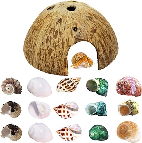 Top 6 Painted Hermit Crabs Are You In Need Of Colorful Shells