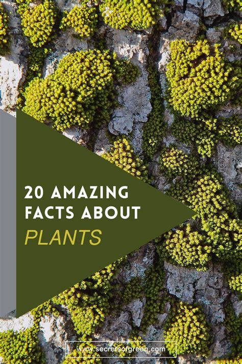 20 Amazing Facts About Plants In 2020