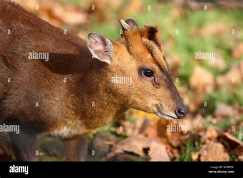 Muntjac Deer Stock Photo Alamy