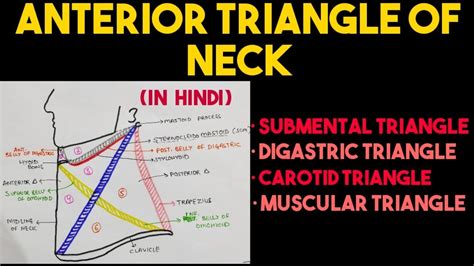 Anterior Triangle Of Neck Triangles Of Neck Head And Neck Youtube