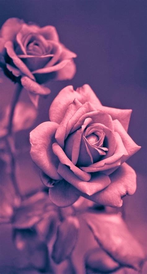 Free Download Beautiful Pink Rose Closeup Iphone Plus Hd Wallpaper Hd