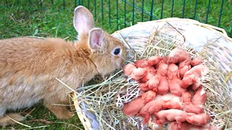 Farmer Helps Mother Rabbit Giving Birth To Her 11 Babies On A Farm