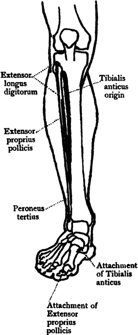 Anatomy Of Human Leg
