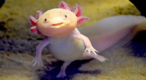 Wild Wonders Axolotls Smiley Little Superheroes Ever Wonder
