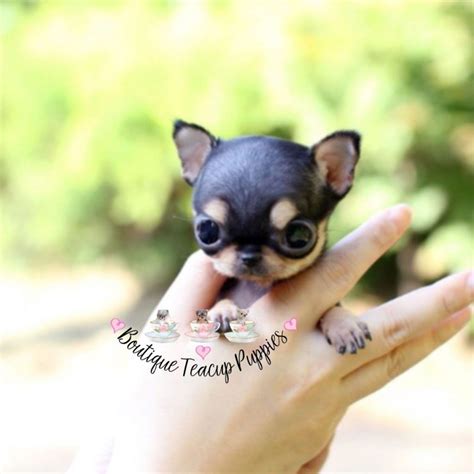 Maybe you would like to learn more about one of these? Chihuahua - Boutique Teacup Puppies chihuahua mix puppies, chihuahua names, chihuahua yo ...