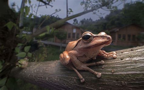 Wallpaper Trees Animals Depth Of Field Nature Closeup Wildlife