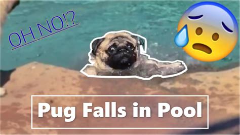 Pug Cant Swim Falls In Pool Youtube