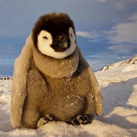 Baby Penguin In Antartica 🐧🐧🐧 Picture By Paulnicklen Cute Animals
