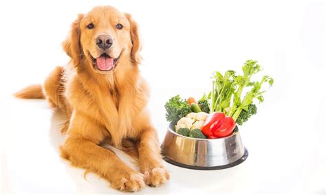 The dog food advisor's top 10 best large breed puppy foods. Vegetables That Are Safe for Dogs - Petsoid