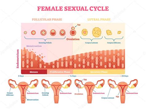 Diagrama Gr Fico De Ilustraci N De Vectores De Ciclo Sexual Femenino Con Carta De Menstruaci N Y
