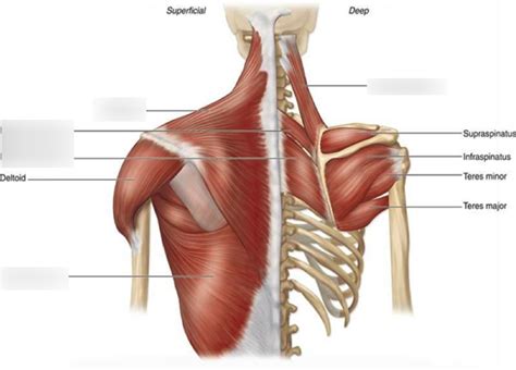 Shoulder Posterior View Diagram Quizlet