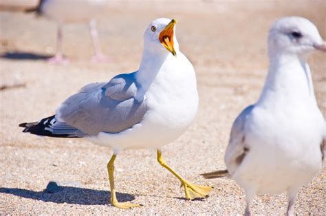 A Gang Of Coked Up Seagulls Kept This Street Awake For Three Days Solid