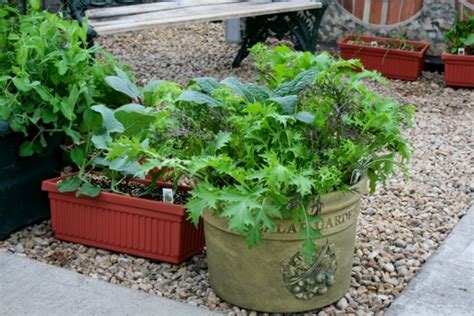 The Flower Bin Tips For Growing Vegetables In Containers