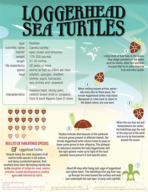 Save Loggerhead Sea Turtles On Behance