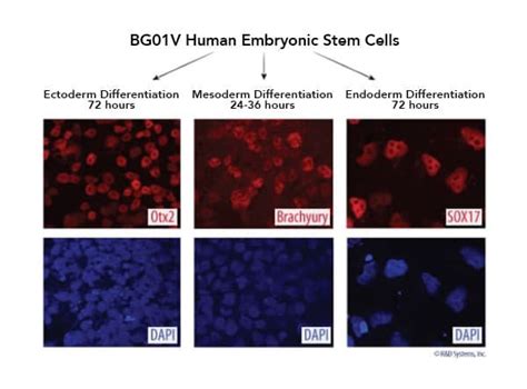 Embryonic Stem Cell Markers
