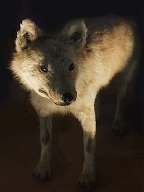 The Mysterious Wolves Of Japan Mysterious Universe Wolf Dog Nearly