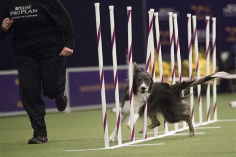 Border Collie Trick Wins Agility At Westminster Dog Show Daily Mail