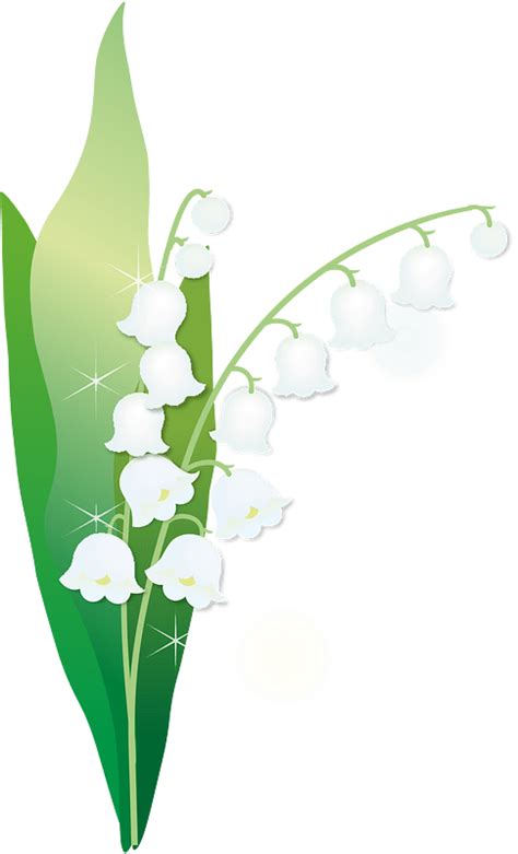 Lily Of The Valley Clipart Free Download Transparent Png Creazilla