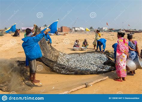 View Of Fishermen With Nets Full Of Fish On The Beach In Puri