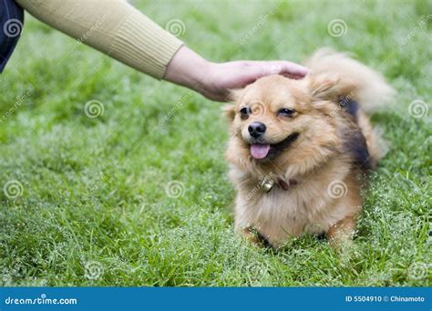A Docile Dog Stock Photo Image Of Emotion Curious Depressiontie
