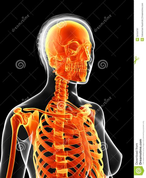 The female skeleton stock illustration. Illustration of pain - 34164791