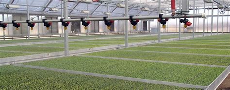 Wholesale Rooted Plugs Wagners Greenhouses Young Plants